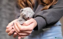 Russian Blue cats for sale: Pure Russian Blue kittens for sale  - Image 6