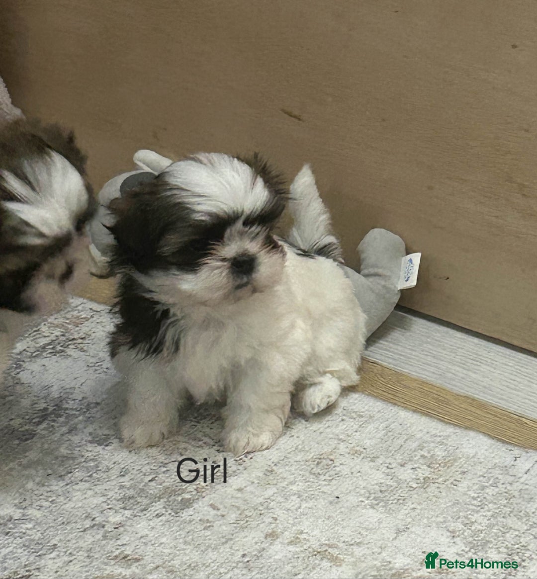 Shih Tzu dogs for sale: Gorgeous full breed Shih Tzu puppies - Image 9