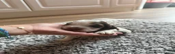 Cocker Spaniel dogs for sale: ❤️ Beautiful KC Show Cocker Spaniel Puppies ❤️ - Advert 5