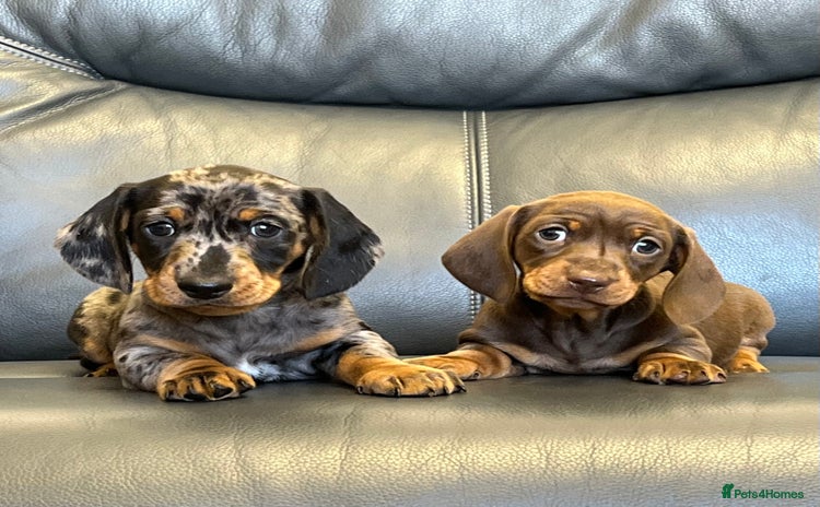 Dachshund dogs - Advert 4