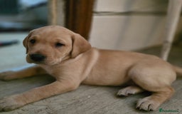 Labrador Retriever dogs for sale: Milromali labradors.Bred for health & temperament  - Image 4