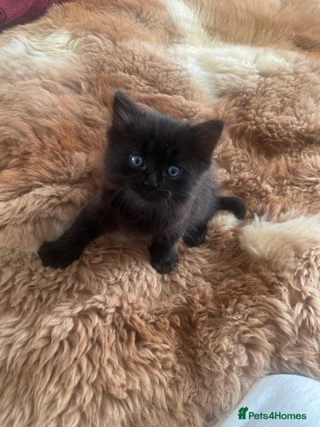 Mixed Breed cats for sale: Adorable mixed x russian blue x ragdoll - Advert 5