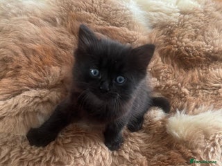 Mixed Breed cats Adorable mixed x russian blue x ragdoll - Advert 1
