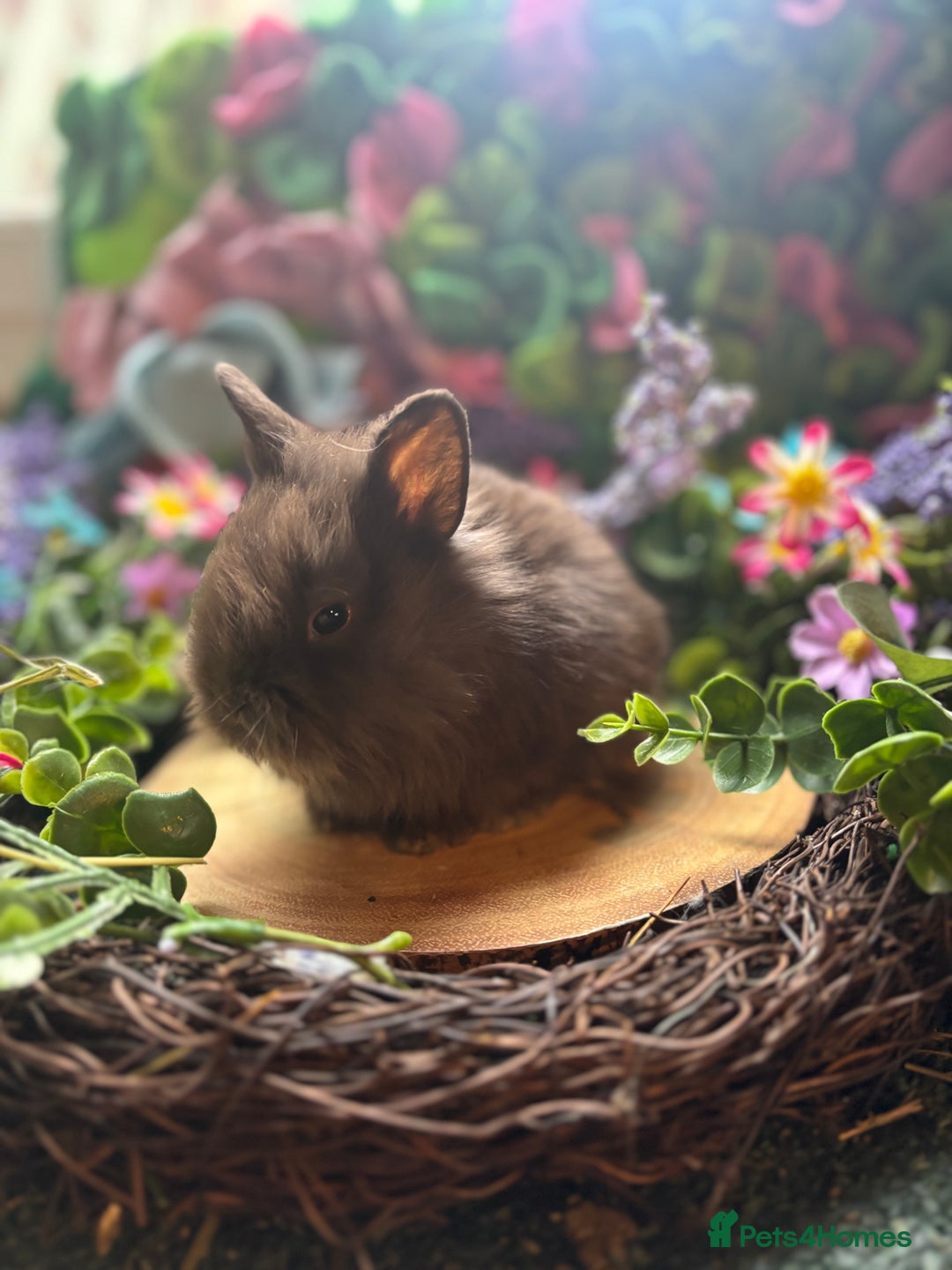 Mini Lion Lop rabbits for sale: Mini lion lops  - Advert 11