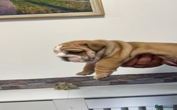 English Bulldog dogs for sale: Stunning litter of  English bulldog puppies - Image 23