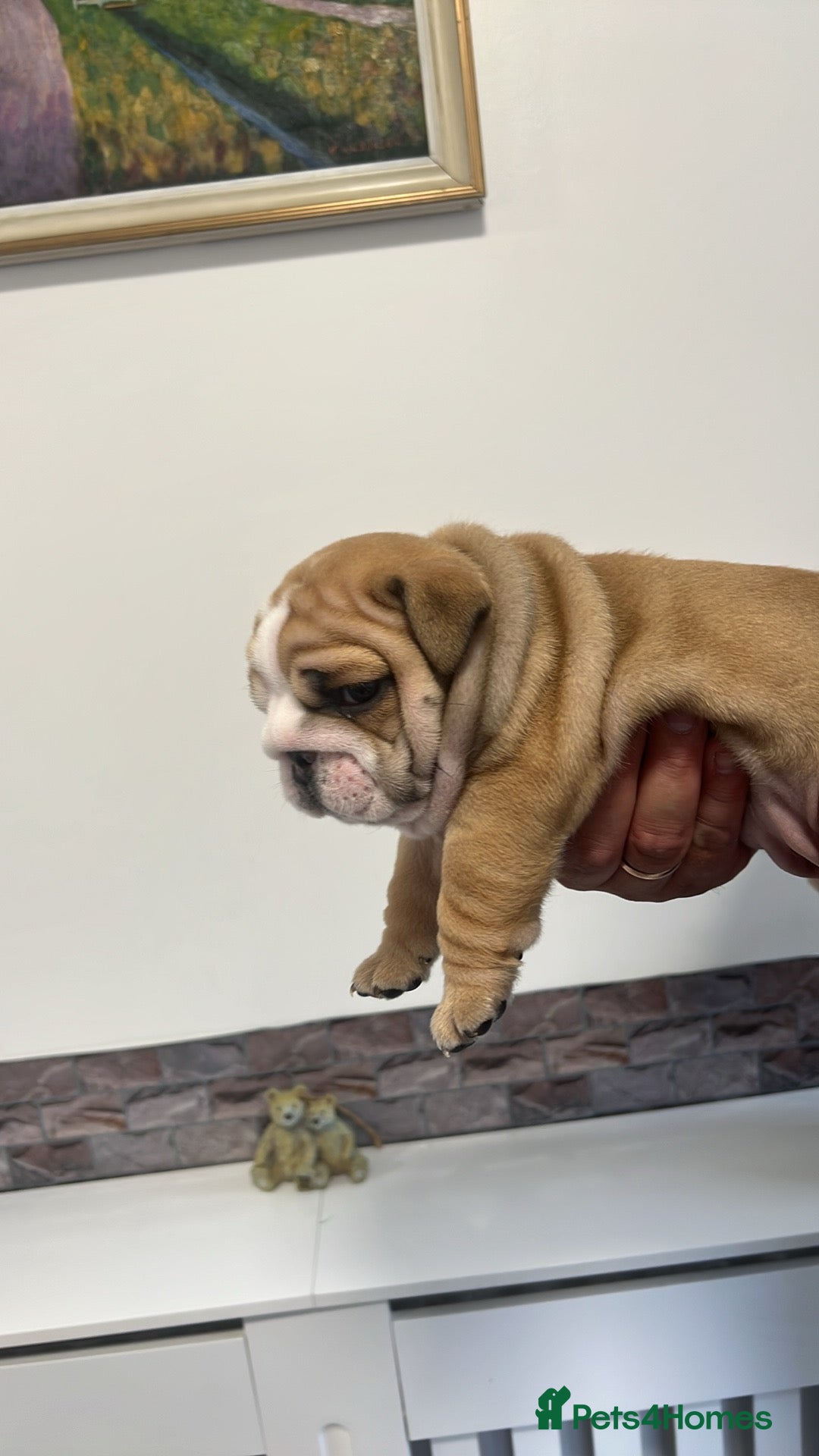 English Bulldog dogs for sale: Stunning litter of  English bulldog puppies - Image 23