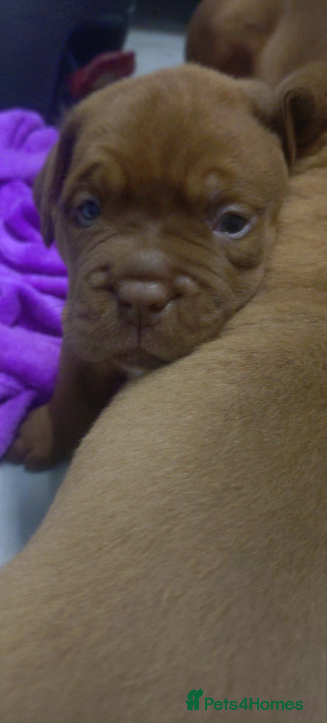 Dogue De Bordeaux dogs for sale: Dogue de Bordeaux pups - Advert 5