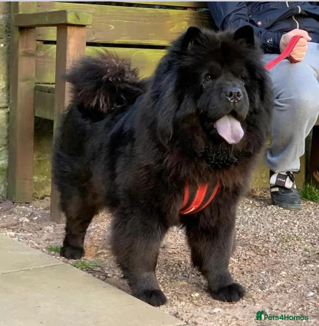 Chow Chow dogs for sale: Adults Chow chow’s  - Advert 1