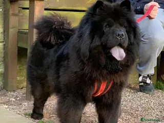 Chow Chow dogs Adults Chow chow’s - Advert 5