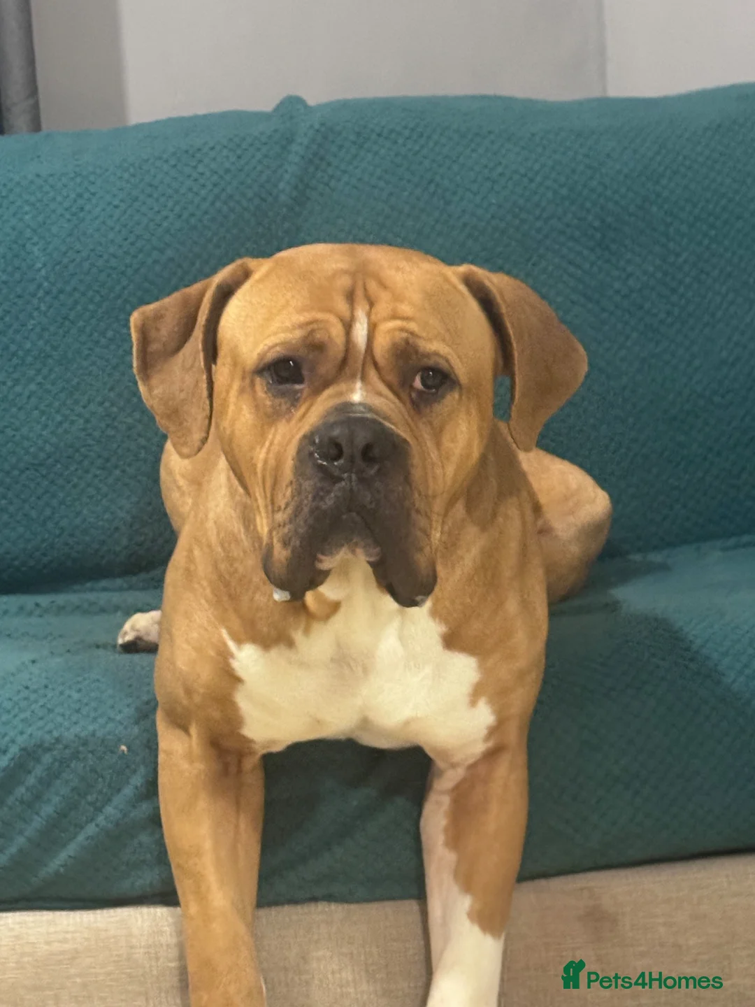 Mixed Breed dogs for stud: MY MARLS!!! in Ashington - Advert 2