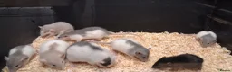Rat rodents for sale: Baby Dumbo Eared Rat's Males and Females  - Advert 8