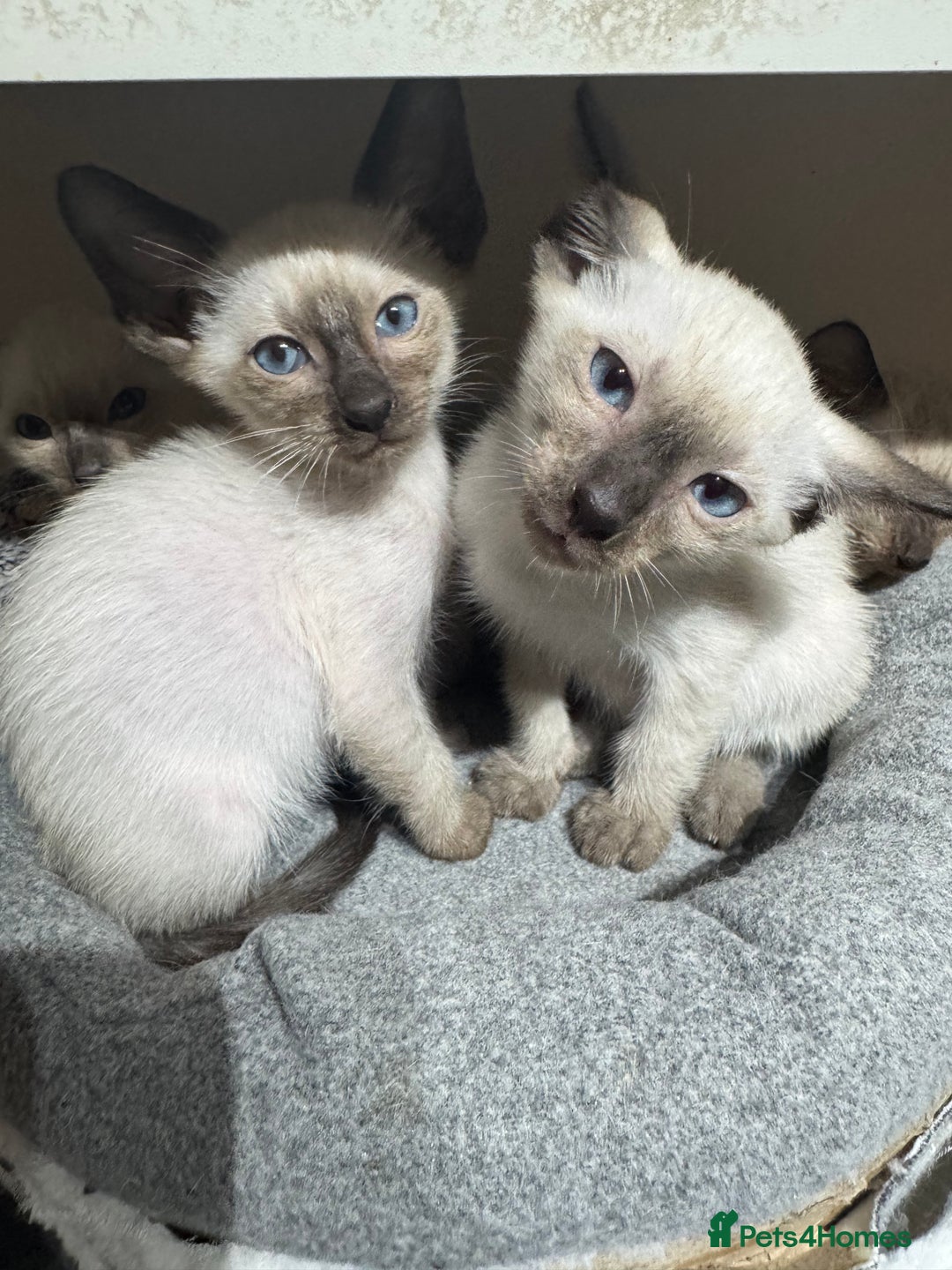 Siamese cats for sale: 6 cute Siamese kittens available  - Image 18