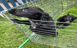 Cocker Spaniel dogs for sale:  Cocker spaniel puppies  - Image 21