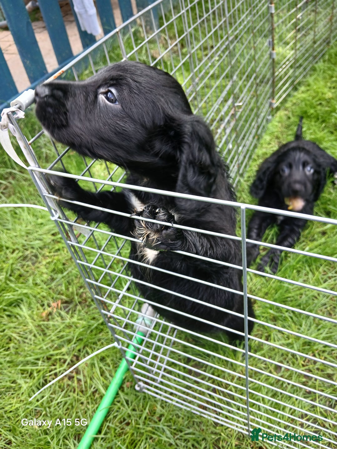 Cocker Spaniel dogs for sale:  Cocker spaniel puppies  - Image 21