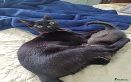 British Shorthair cats for sale: Kitten boy  - Image 13