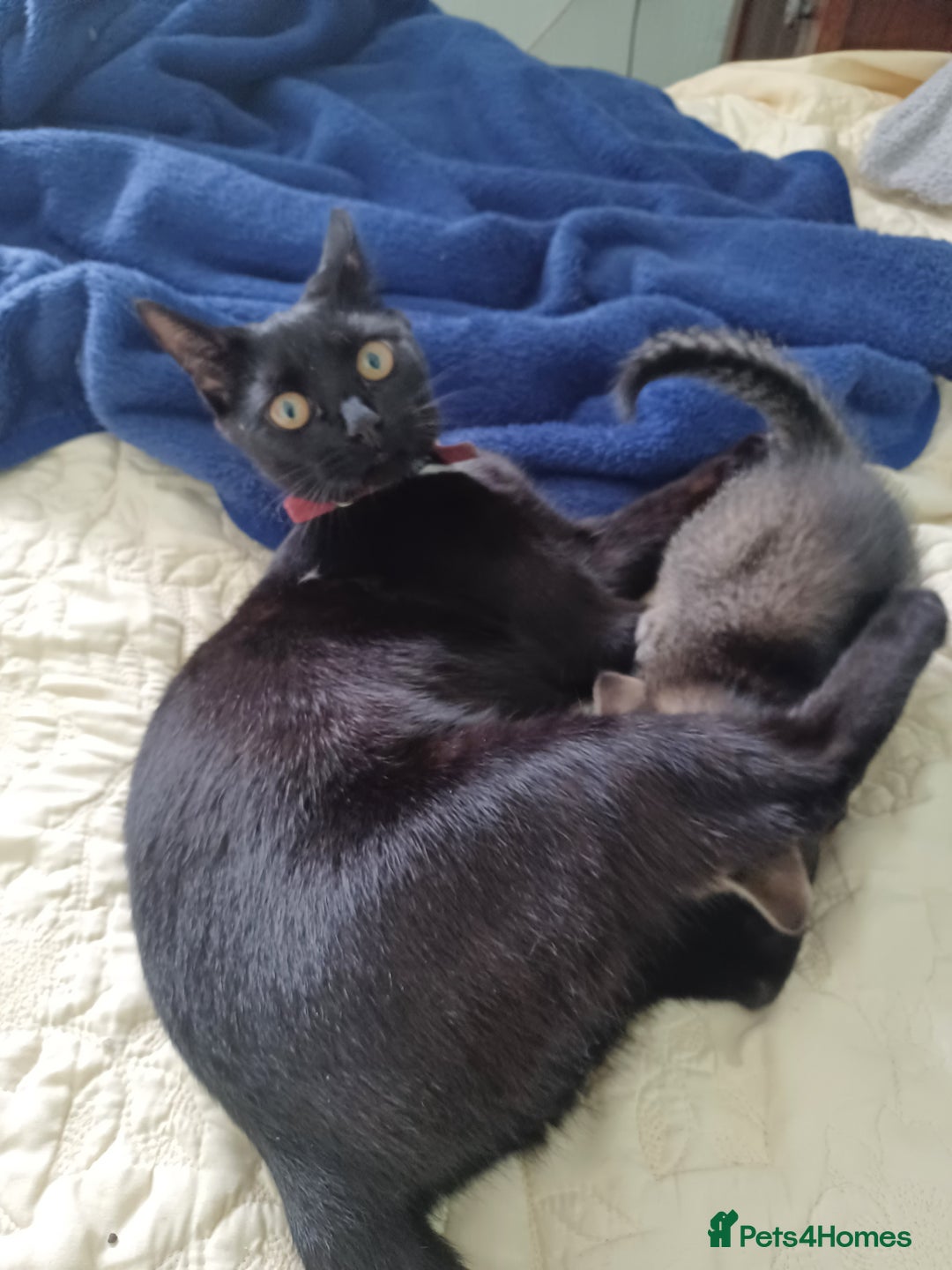 British Shorthair cats for sale: Kitten boy  - Image 13