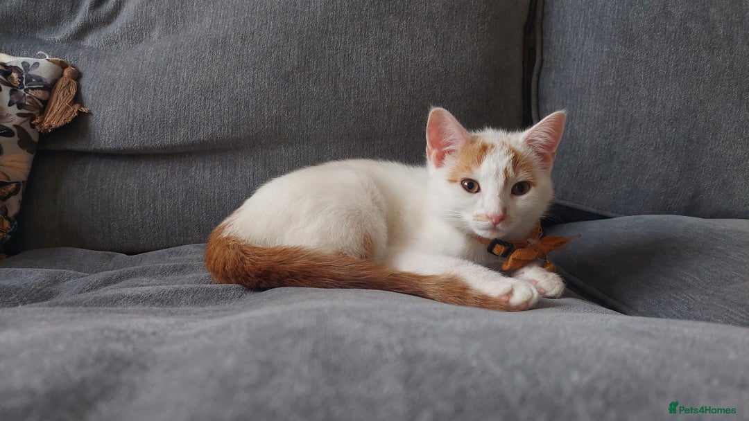 Mixed Breed cats for sale: Alan Carr needs a new home! 🥲 - Advert 5