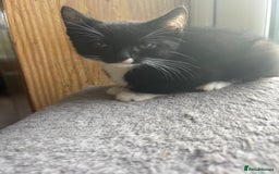 Mixed Breed cats for sale: Kittens  - Image 2