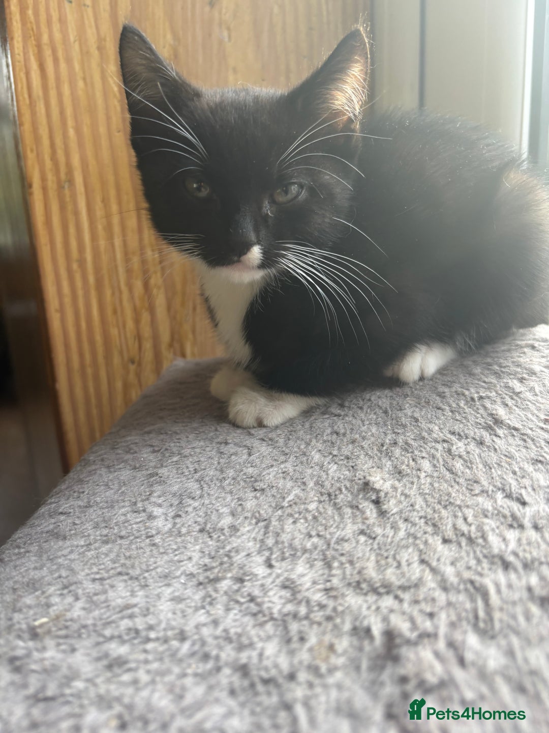 Mixed Breed cats for sale: Kittens  - Image 2