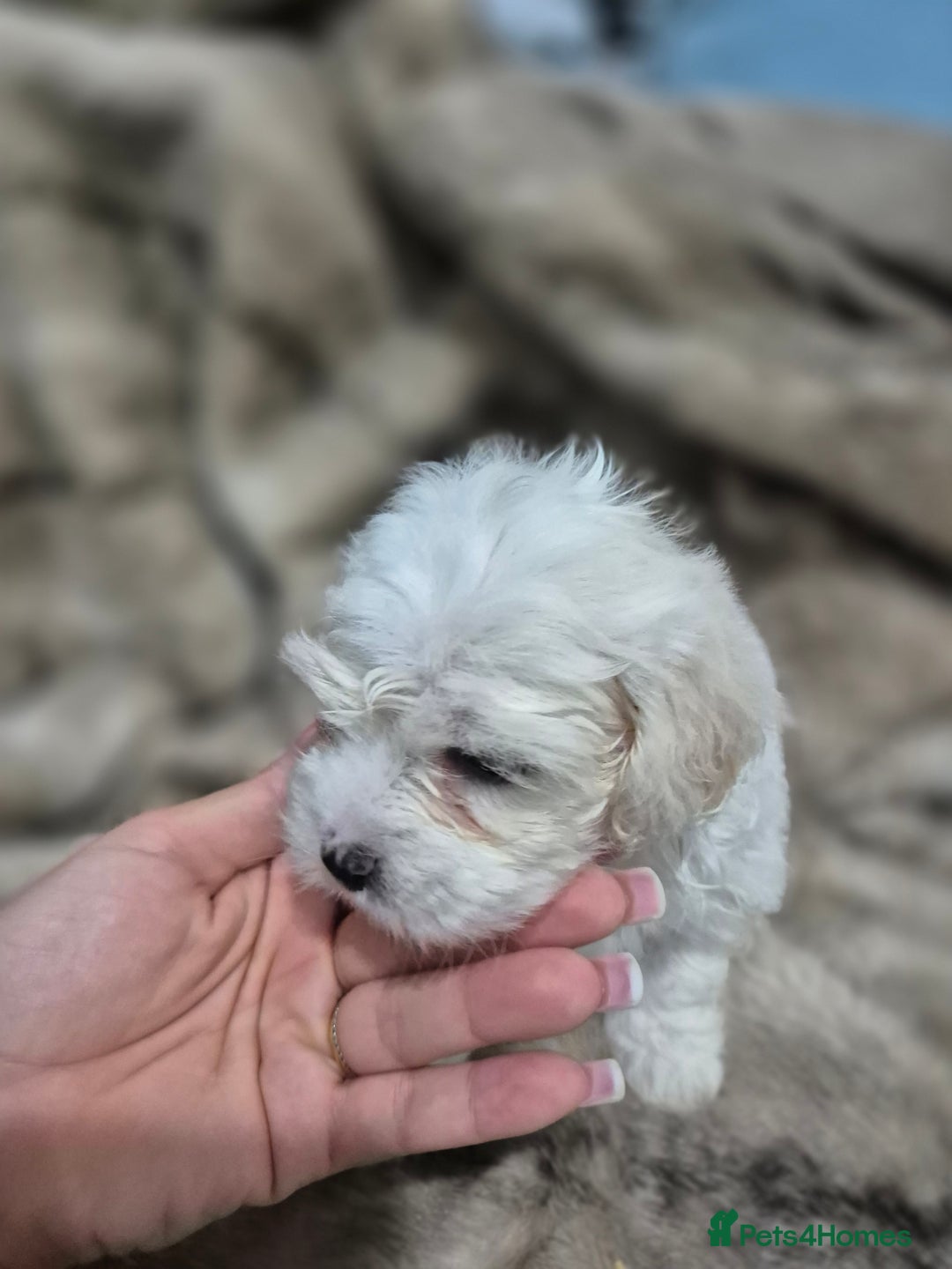 Maltese dogs for sale: K1 Beautiful Maltese puppies  - Advert 17