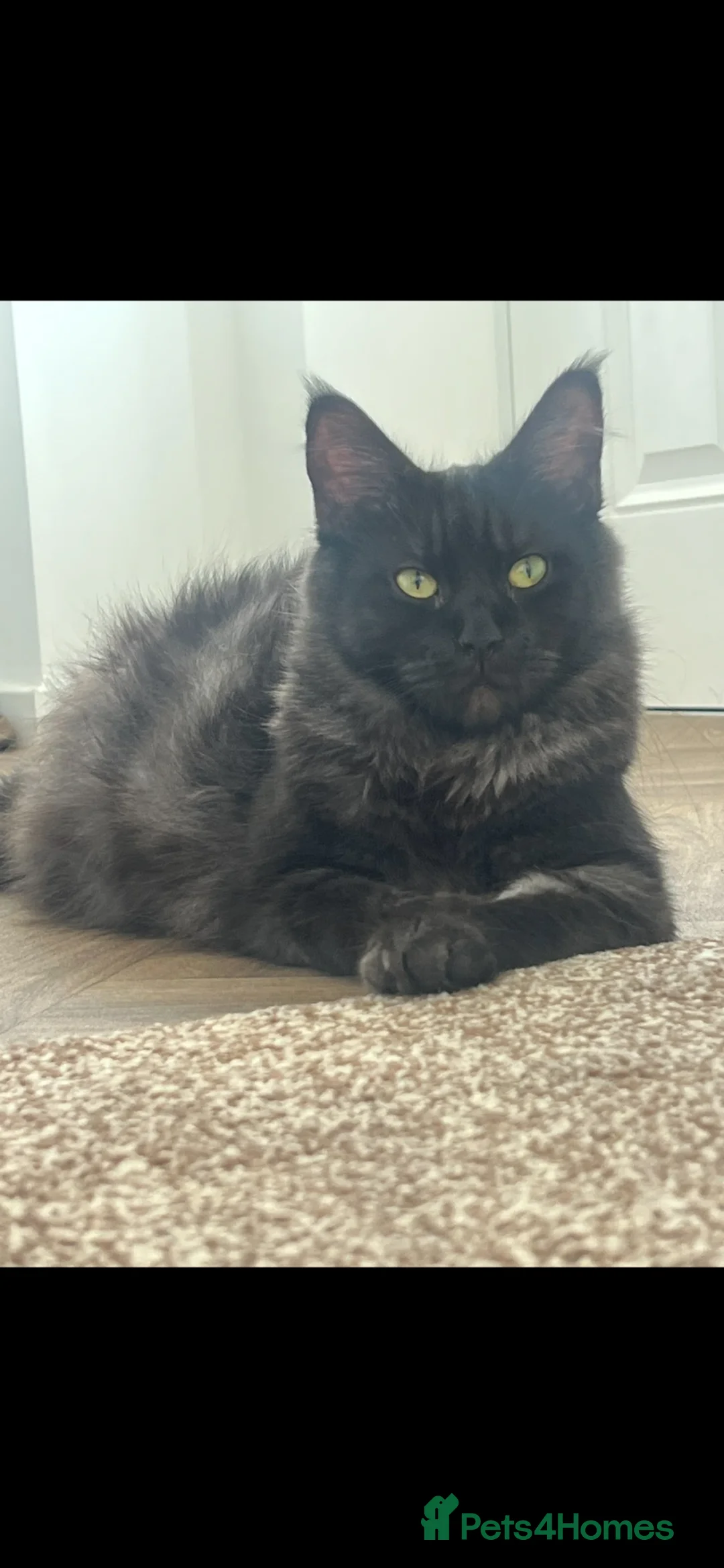 Maine Coon cats for sale: 🐾 Fluffy Maine coon dad is registered 🐾 - Advert 2