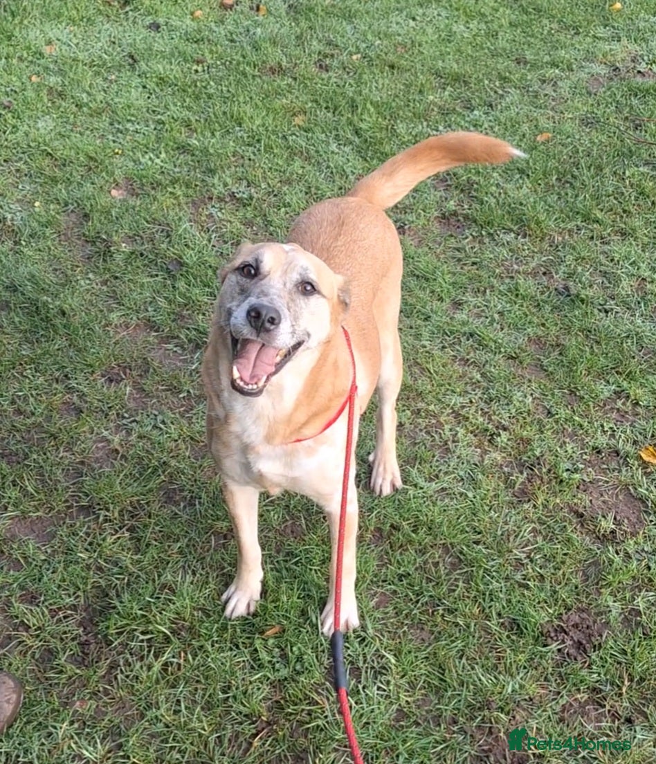 Mixed Breed dogs Beautiful Boy for Adoption - Advert 8