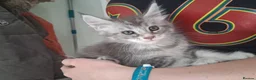 Maine Coon cats for sale: Stunning health tested, tica reg kittens 😍 - Advert 23