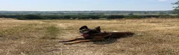Belgian Shepherd Dog dogs for sale: 1 year old female Belgian malinos  - Advert 19