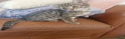 Bengal cats for sale: 🐾 Beautiful Bengal Girl Kittens - available now🐾 in Reading - Advert 9