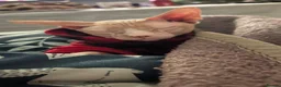 Sphynx cats for sale: Franek good for 5* home - Advert 9