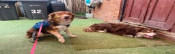 Border Collie dogs for sale: 1 Red/Brown Tri BorderCollie Boy: rough coat - Advert 12