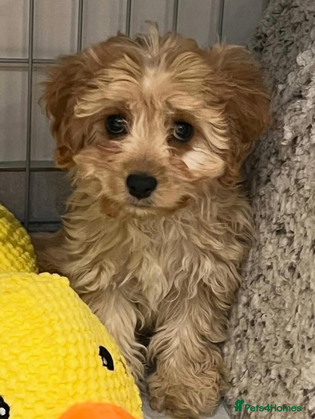 Cavapoo dogs for sale: Cavapoo puppies - Advert 3