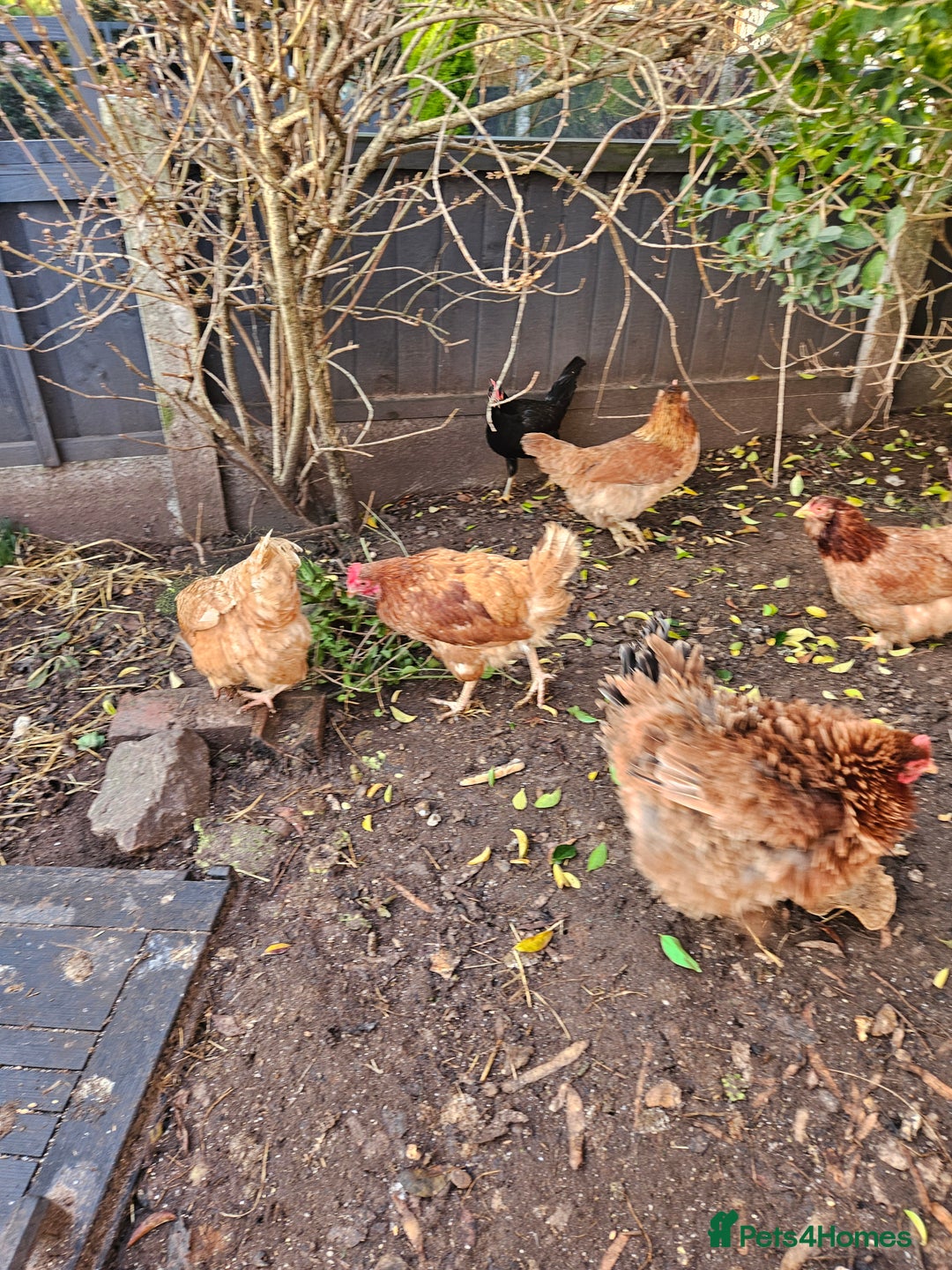 Chickens poultry for sale: 11 hens 1 cockrel  - Advert 13