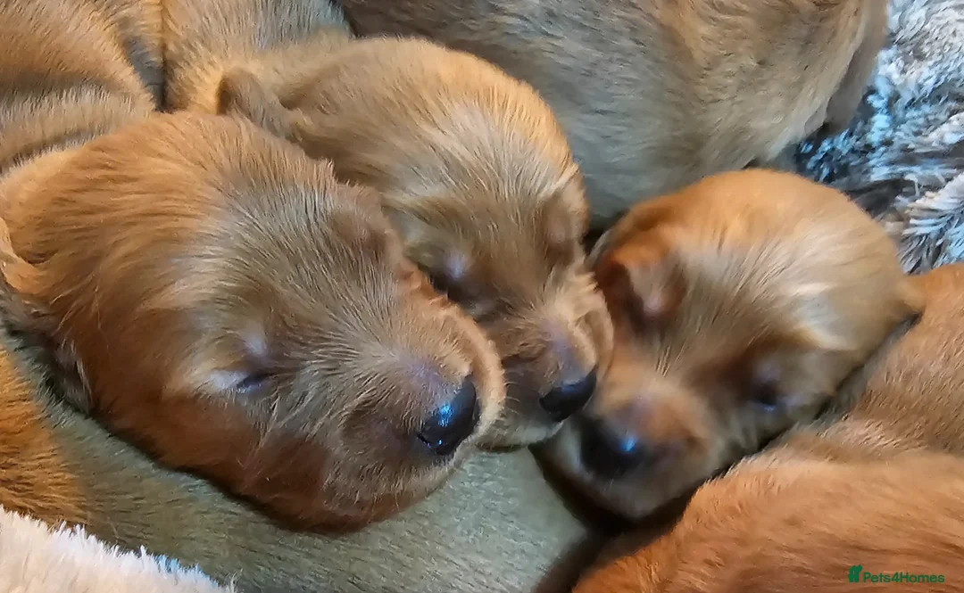 Mixed Breed dogs for sale: GOLDEN IRISH MALES in Carlisle - Advert 17