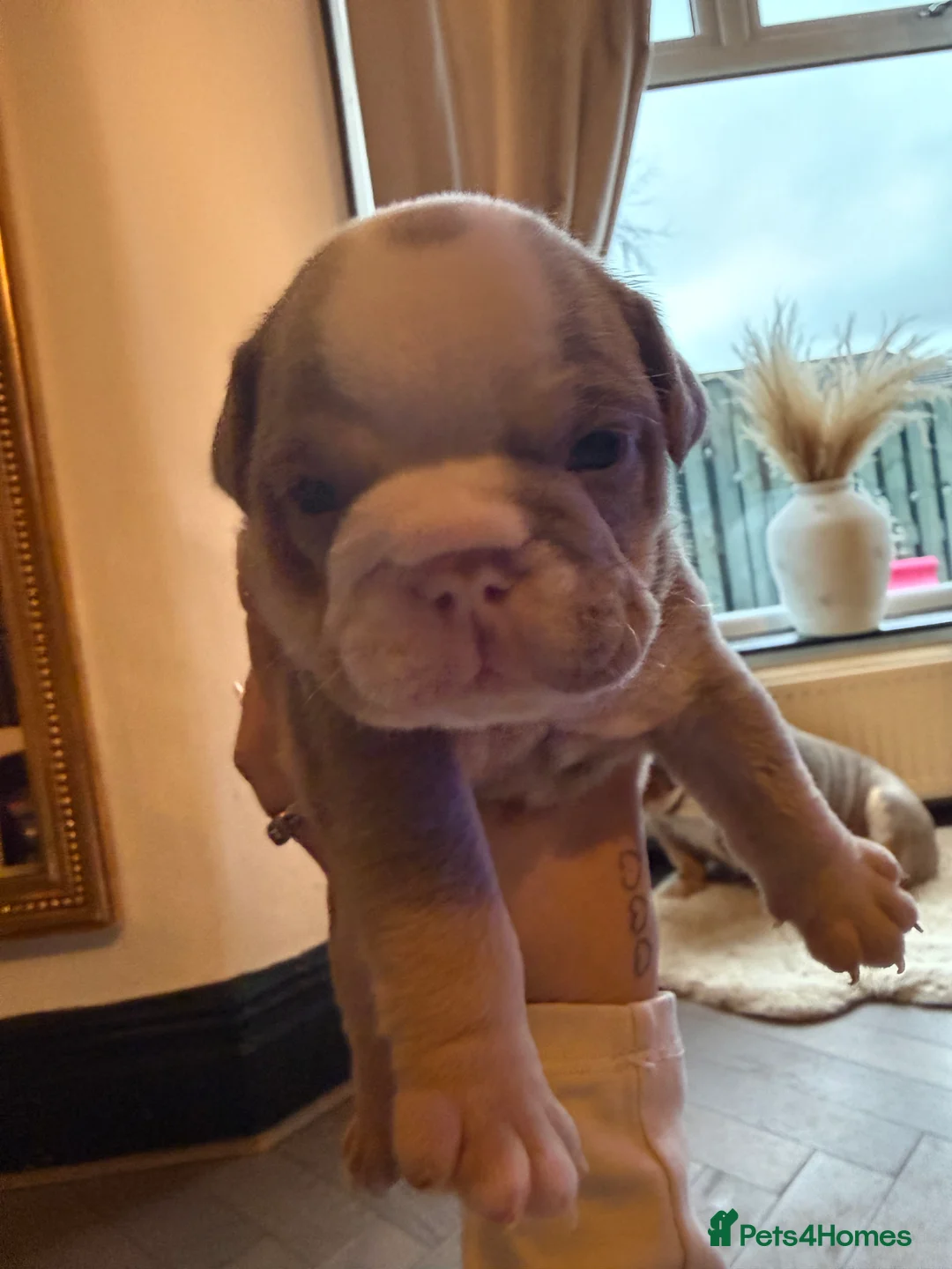 English Bulldog dogs for sale: Brown tan bull dogs  - Advert 3