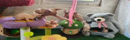 Sphynx cats for sale: Canadian Sphynx Tica registered,Blue eyes. - Advert 4