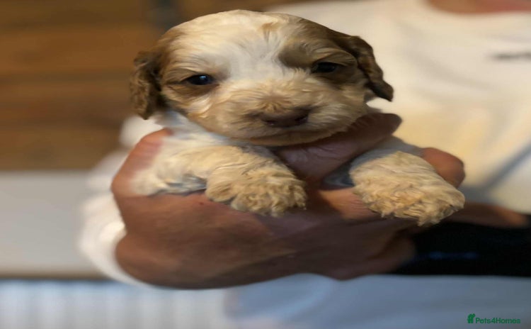 Cockapoo dogs - Advert 10