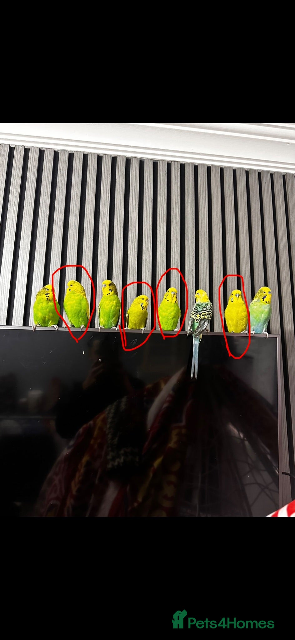 Budgerigars birds beautiful budgies for sale - Advert 1