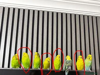 Budgerigars birds beautiful budgies for sale - Advert 1