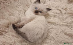 Ragdoll cats for sale: Beautiful pedigree ragdoll kittens - Image 2