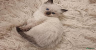 Ragdoll cats - Advert 7