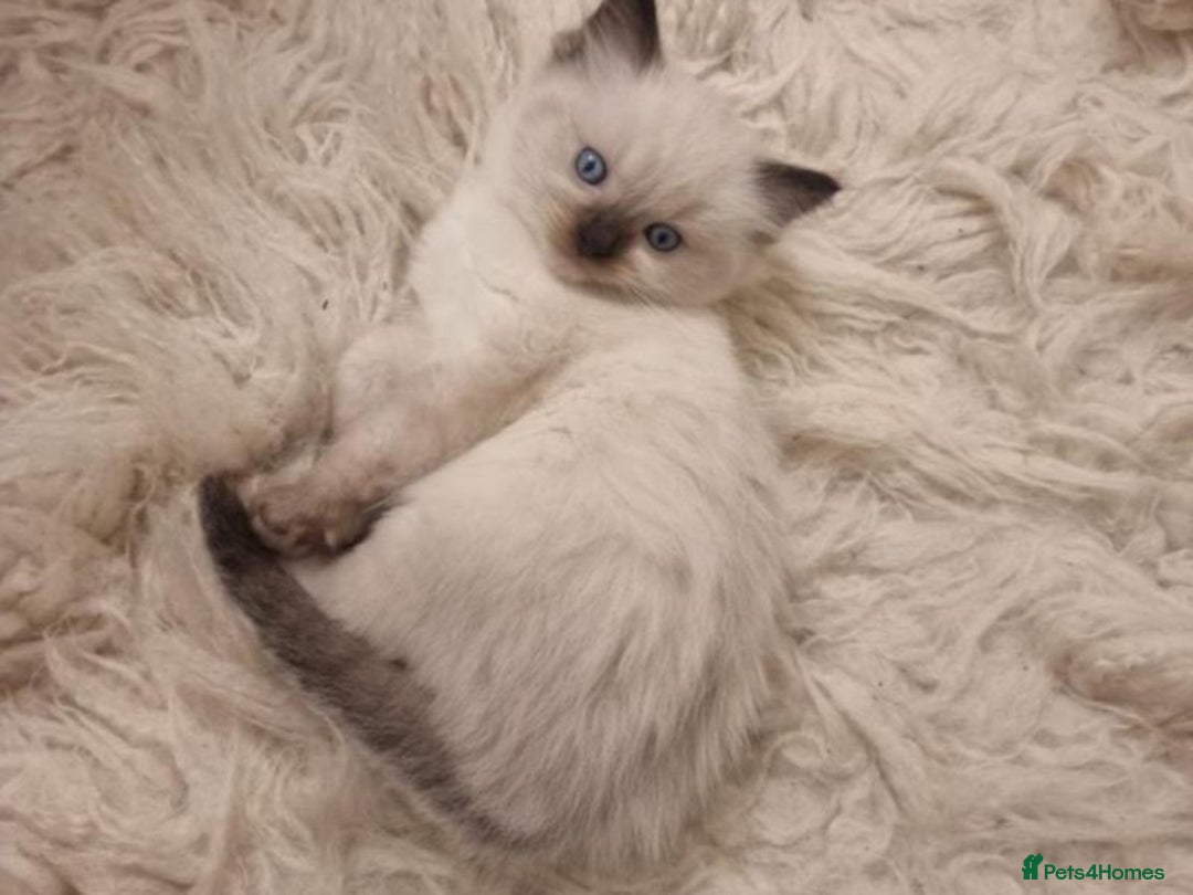 Ragdoll cats for sale: Beautiful pedigree ragdoll kittens - Image 2