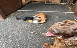 Cocker Spaniel dogs for sale: Working cocker spaniel puppies - Image 3