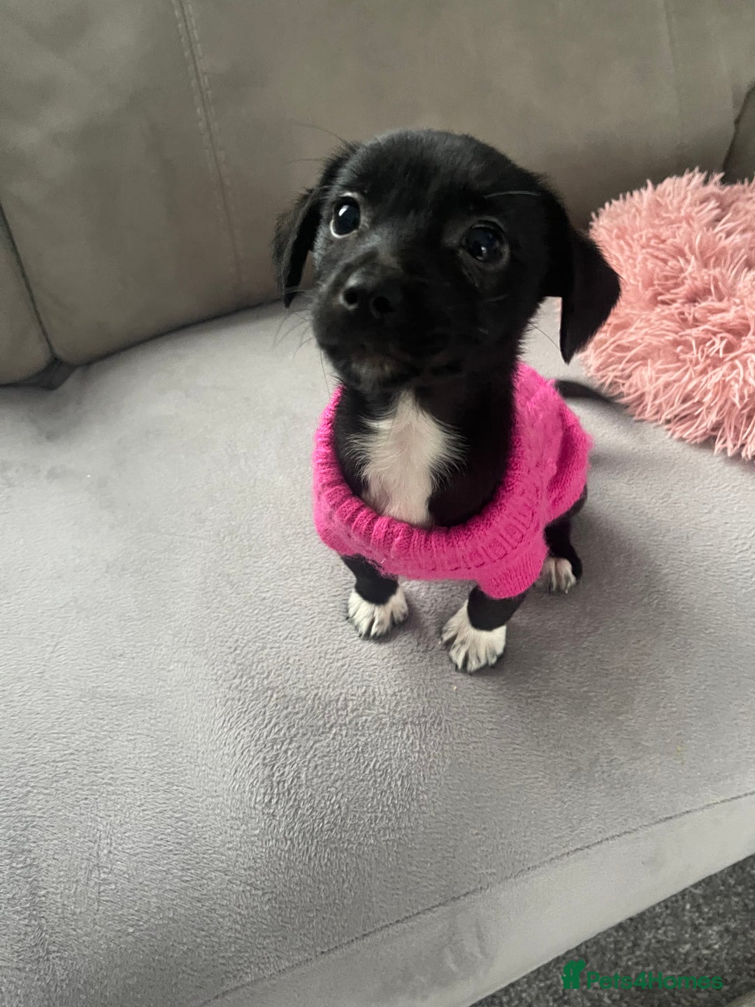 Jack Russell dogs for sale: Miniature jack  Russell puppy - Advert 1