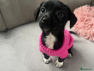 Jack Russell dogs Miniature jack Russell puppy - Advert 1