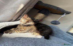 Domestic Shorthair cats for sale: tortoiseshell Kitten  - Image 11