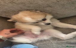 Pomchi dogs for sale: Pomchis for sale  - Image 9