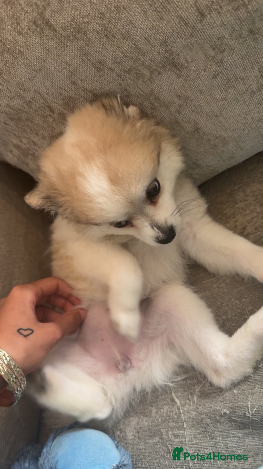Pomchi dogs for sale: Pomchis for sale  - Image 9