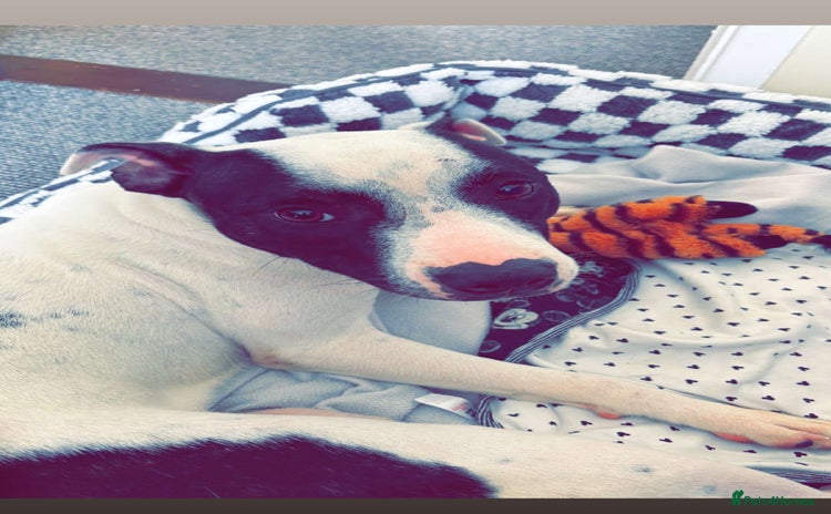 Staffordshire Bull Terrier dogs - Advert 2