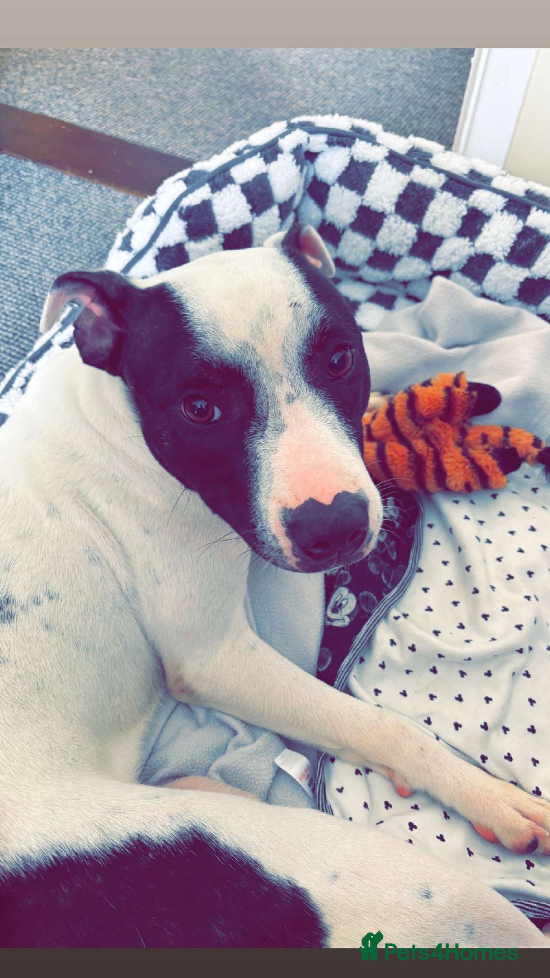 Staffordshire Bull Terrier dogs for sale: Luna  - Image 1